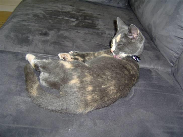 Huskat cocio( nye billeder) - jeg er ikke fin endnu må lige vaske mig lidt mere ;) billede 2