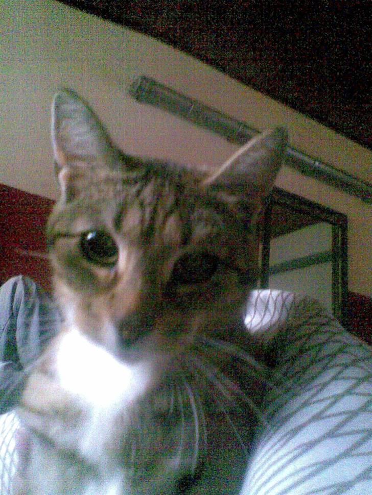 Huskat Gucci billede 4