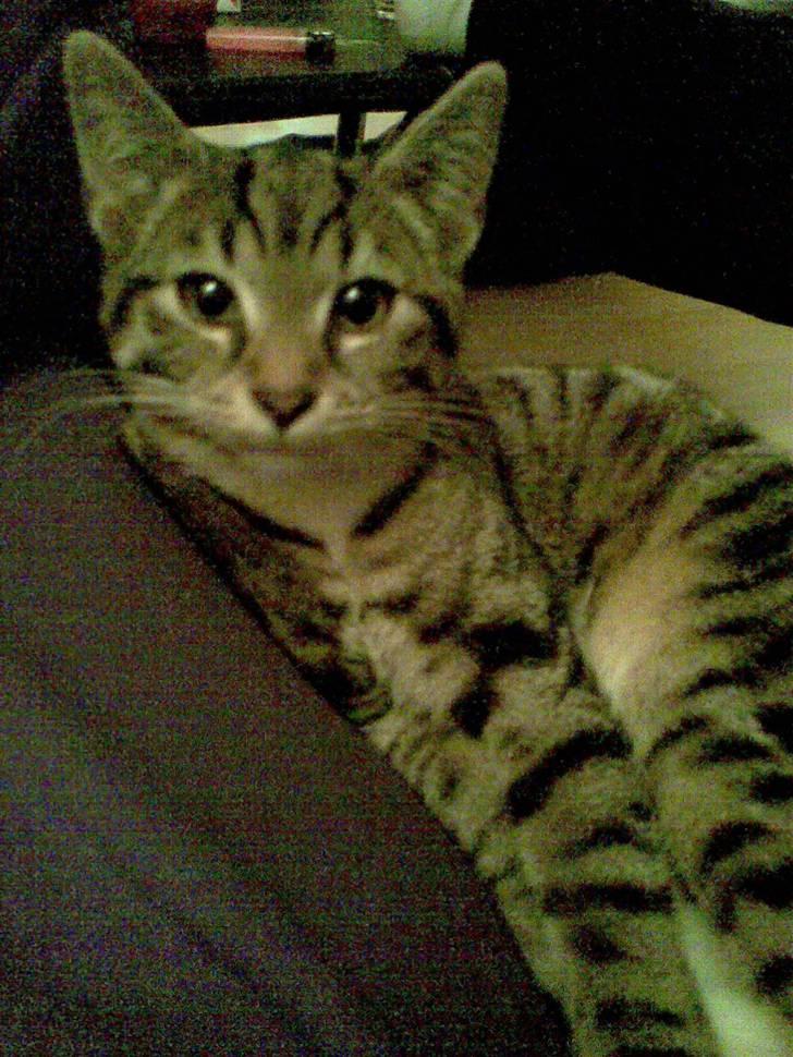 Huskat Gucci - min ene killingemis billede 5