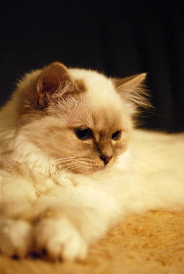 Hellig Birma Amarillia Vom Blüten † - Amarillia ½ år gammel.. Og skal snart afsted på sin første udstilling. billede 10