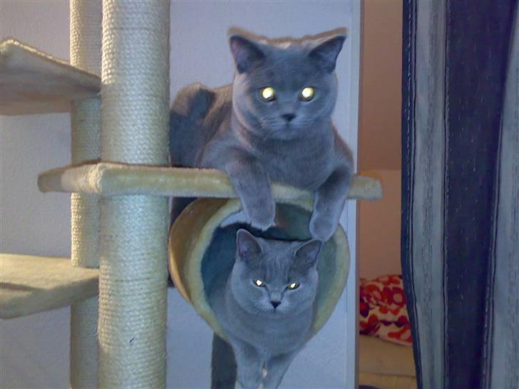 British Shorthair Mulle billede 19