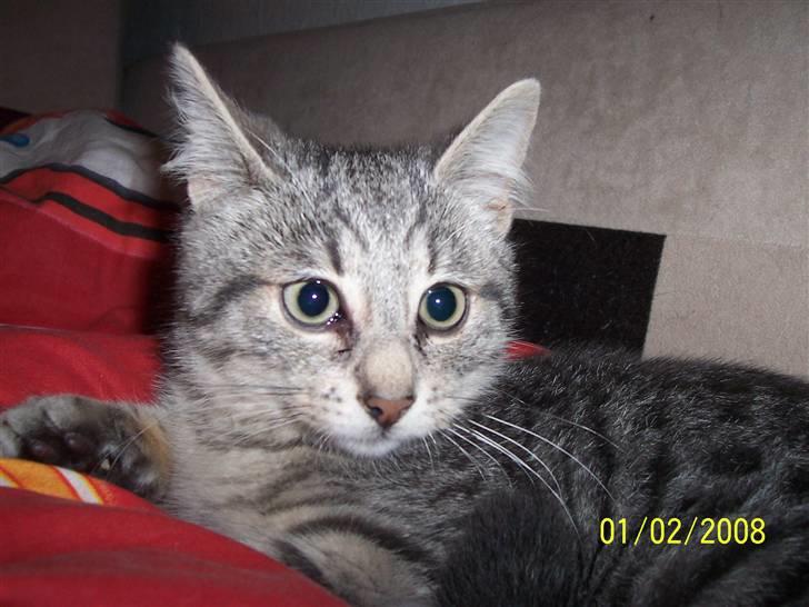 Huskat Lucifer (Louie) *solgt* - Halløj. Hvad laver vi ? billede 2