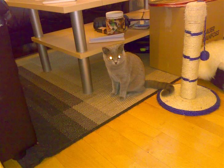 British Shorthair Mulle billede 20