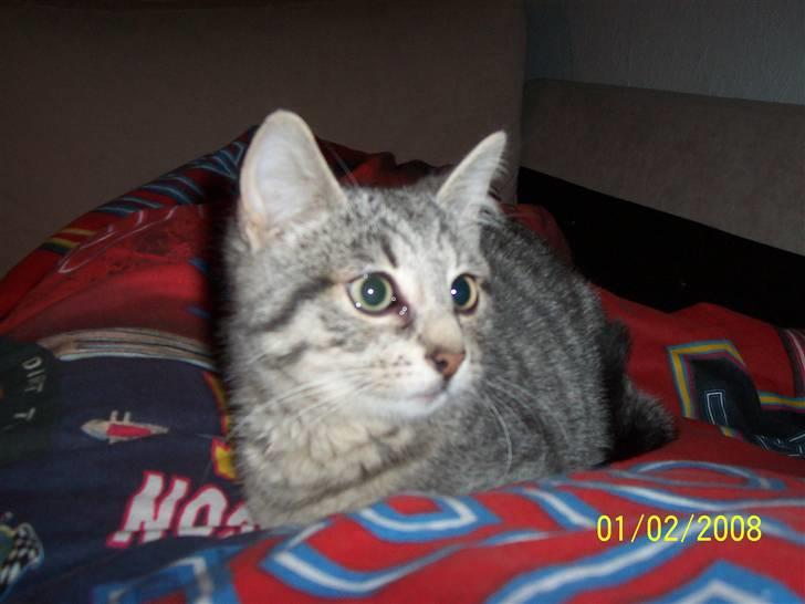 Huskat Lucifer (Louie) *solgt* - Det her er hygge.. billede 3