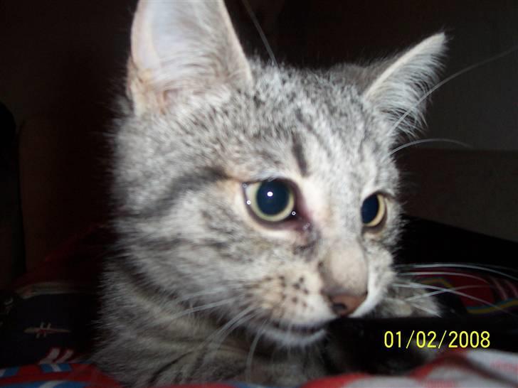 Huskat Lucifer (Louie) *solgt* - umm.. en snor.. billede 4