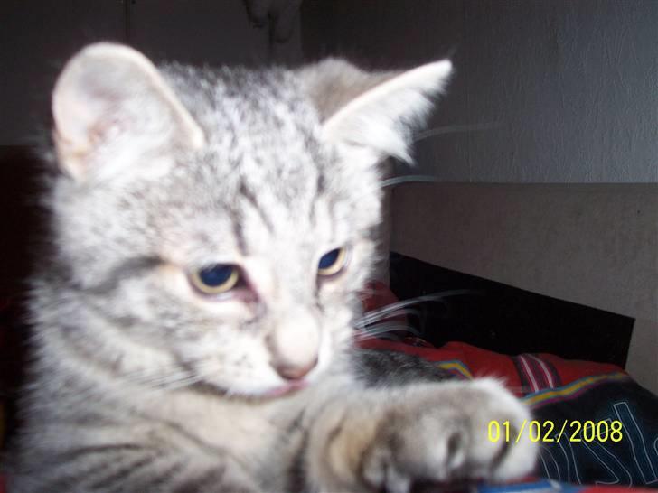 Huskat Lucifer (Louie) *solgt* - Kom bare an.. billede 5