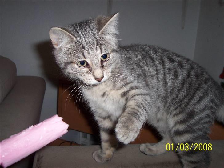 Huskat Lucifer (Louie) *solgt* - Hva er du for en kold en ?  billede 6