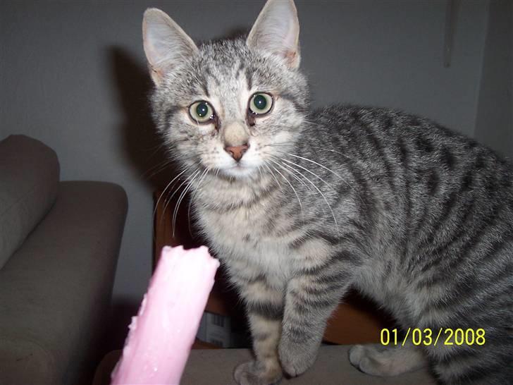 Huskat Lucifer (Louie) *solgt* - Ad... Mor siger det hedder is...  billede 7