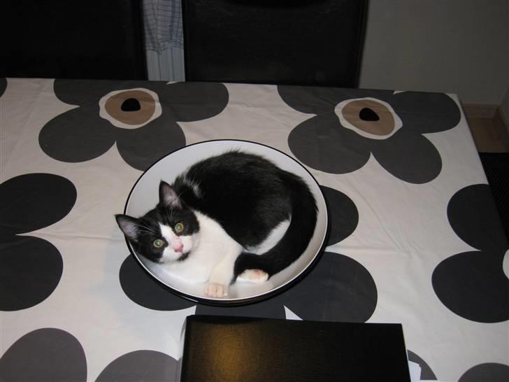 Huskat Mille - er jeg ikke bare sød...... billede 1