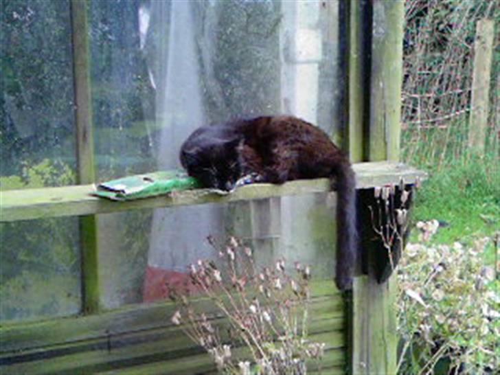 Blanding af racer Maggi  billede 18