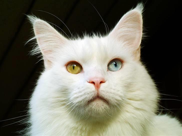 Maine Coon IC Rocky Racoon of Canpaz - Mit navn er Rocky Racoon of Canpaza. pensioneret avlshan. billede 1