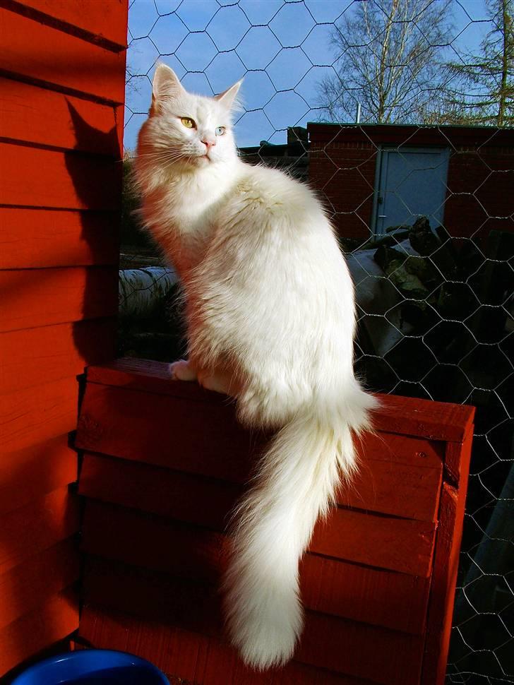 Maine Coon IC Rocky Racoon of Canpaz - Rocky nyder solen billede 2