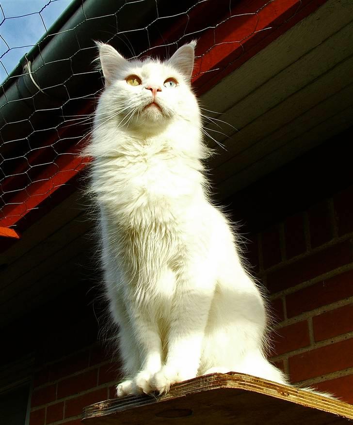Maine Coon IC Rocky Racoon of Canpaz - I´m on top of the world :) billede 4