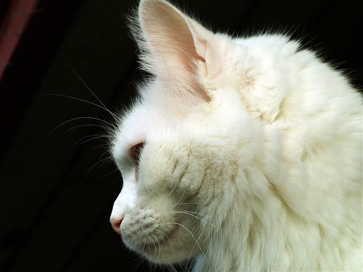 Maine Coon IC Rocky Racoon of Canpaz - og så lige det obligatoriske profilbillede billede 5