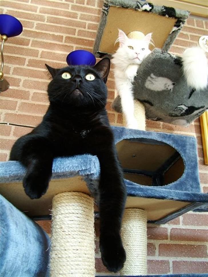 Maine Coon IC Rocky Racoon of Canpaz - Thor og jeg har overblikket  billede 6