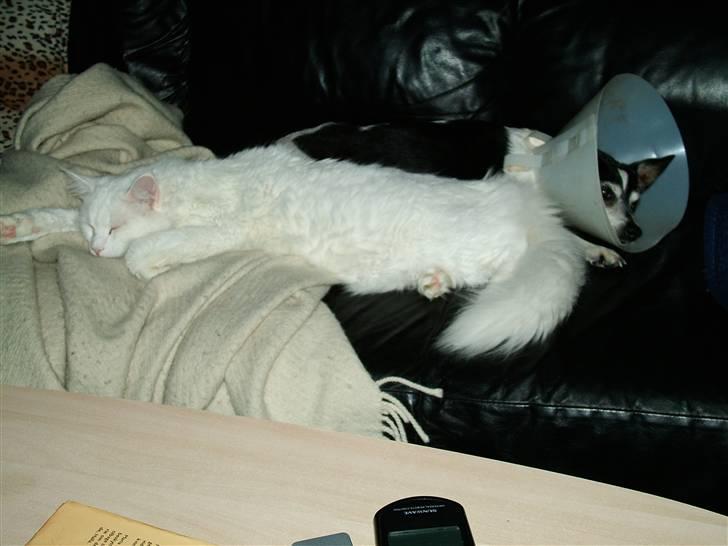 Maine Coon IC Rocky Racoon of Canpaz - Lady er bare SÅ meget nemmere at styre, når hun har den fjollede tingest på :) billede 7