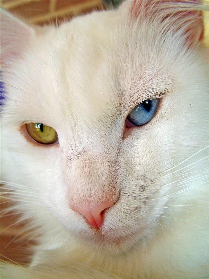 Maine Coon IC Rocky Racoon of Canpaz - se mig dybt i øjnene!! billede 8