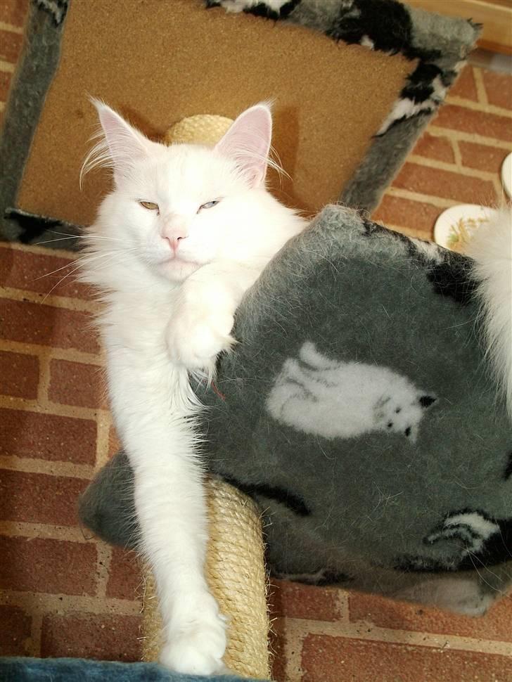 Maine Coon IC Rocky Racoon of Canpaz - hva så, dernede? billede 9