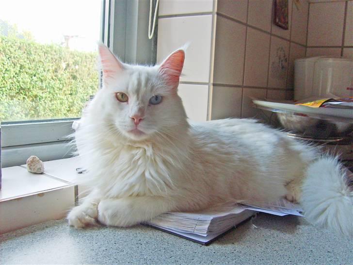 Maine Coon IC Rocky Racoon of Canpaz - nu er det mig, der har styr på kalenderen.. billede 10