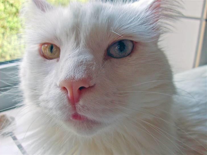 Maine Coon IC Rocky Racoon of Canpaz - er jeg ikke bare smuk..? billede 11