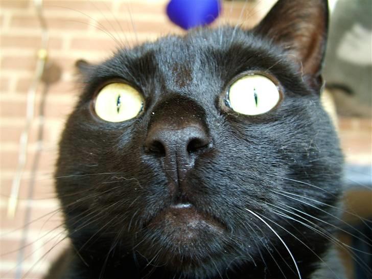 Huskat Thor - Thor er kendt for sine STORE smukke øjne billede 1