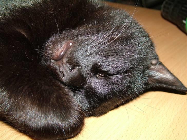 Huskat Thor - Thor tager en lur billede 2