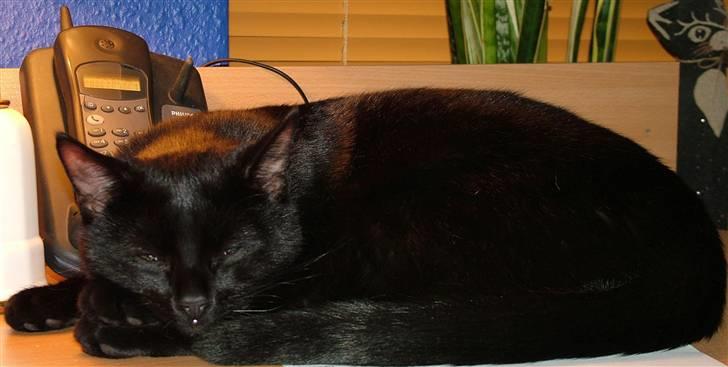 Huskat Thor - er der noget bedre end en lur? billede 3