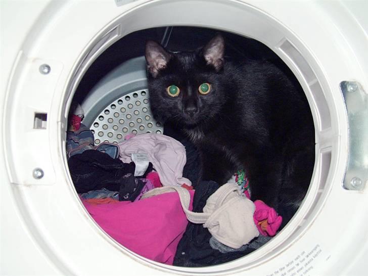 Huskat Thor - hva mon de gemmer herinde? billede 4