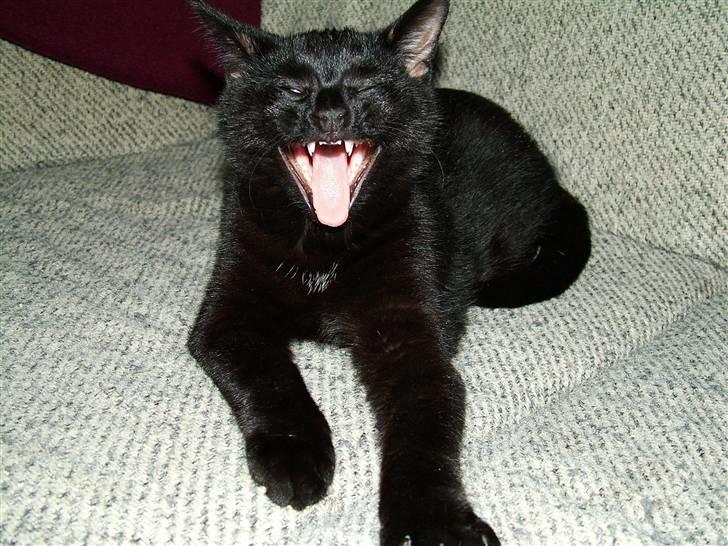 Huskat Thor - dengang jeg havde dobbelte hjørnetænder billede 5