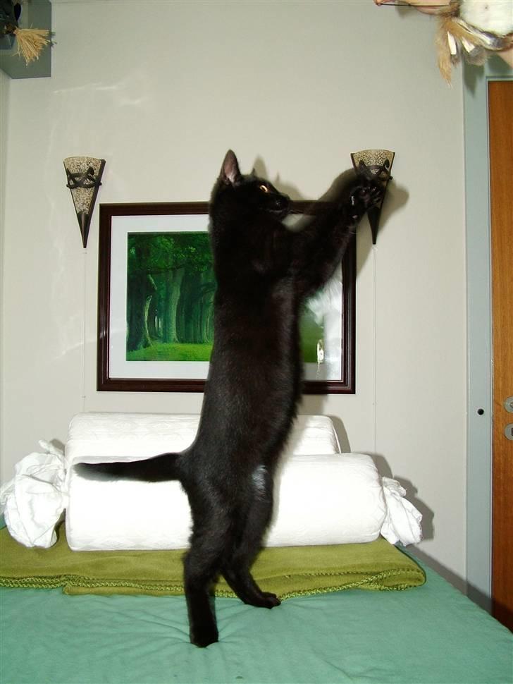 Huskat Thor - Thor er mesterfangeren billede 6