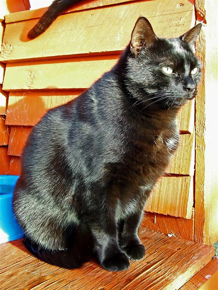 Huskat Thor - Thor nyder en solskinsdag i det fri billede 7