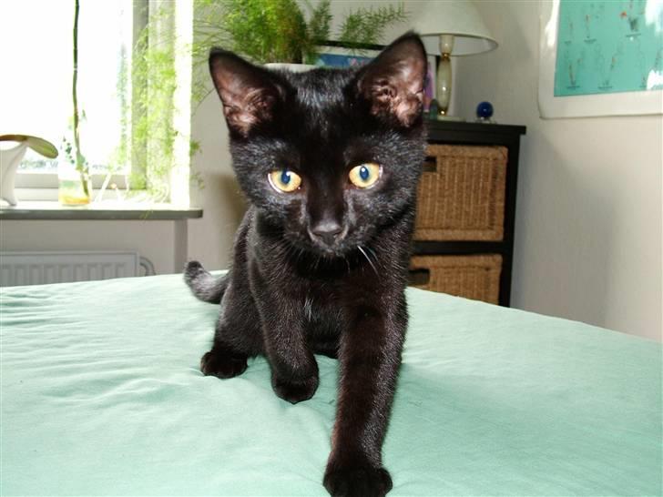 Huskat Thor - Thor som ung, sød og nuttet killing billede 8