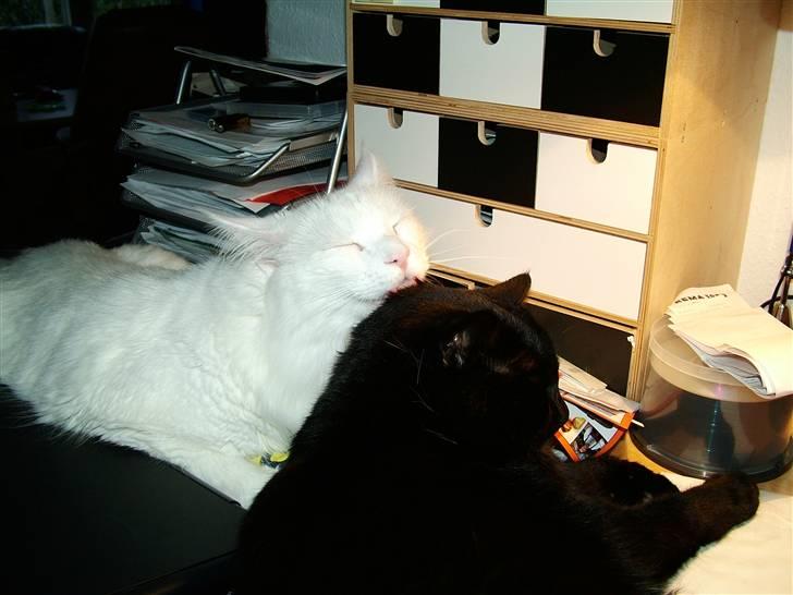 Huskat Thor - jeg blir serviceret af min makker Rocky billede 9