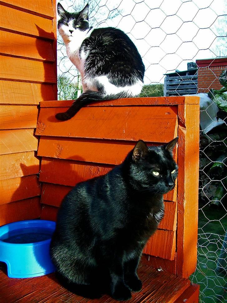 Huskat Thor - Thor og Molly i en stille stund i solen en vinterdag billede 10