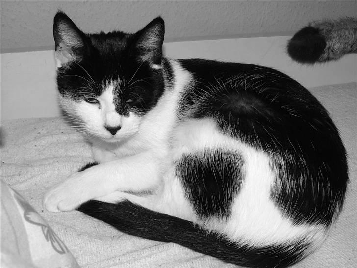 Huskat Molly - nu vækkede du mig fra min lur.. billede 2