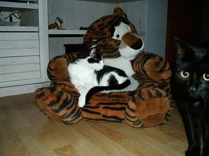 Huskat Molly - Molly har snuppet den gode plads billede 3