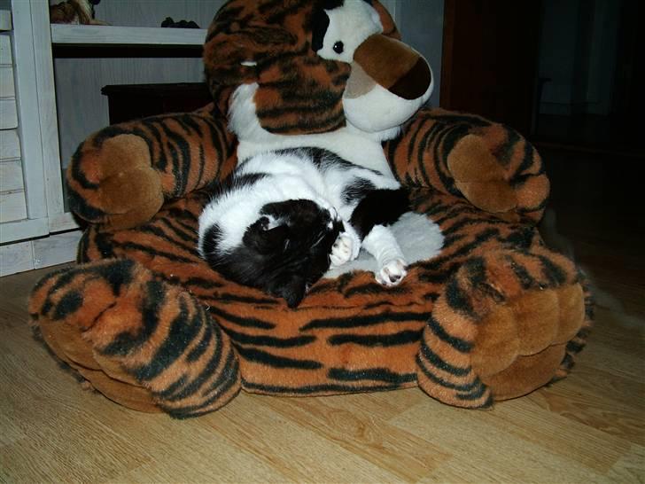 Huskat Molly - ah, hvor er livet herligt billede 4