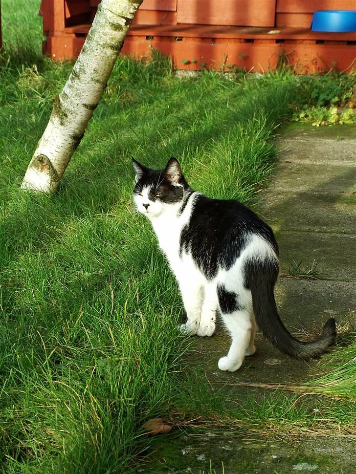 Huskat Molly - Molly nyder det gode vejr billede 5