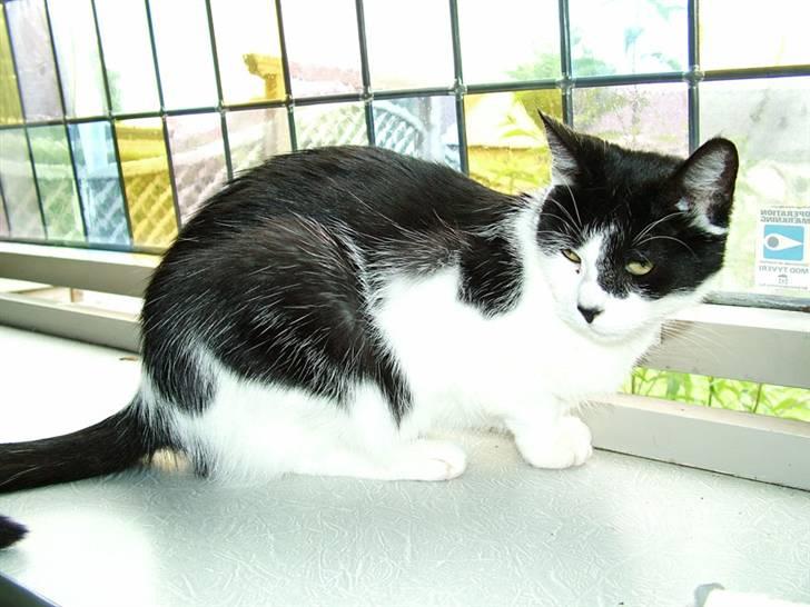 Huskat Molly - Molly indsnuser den friske luft fra haven billede 6