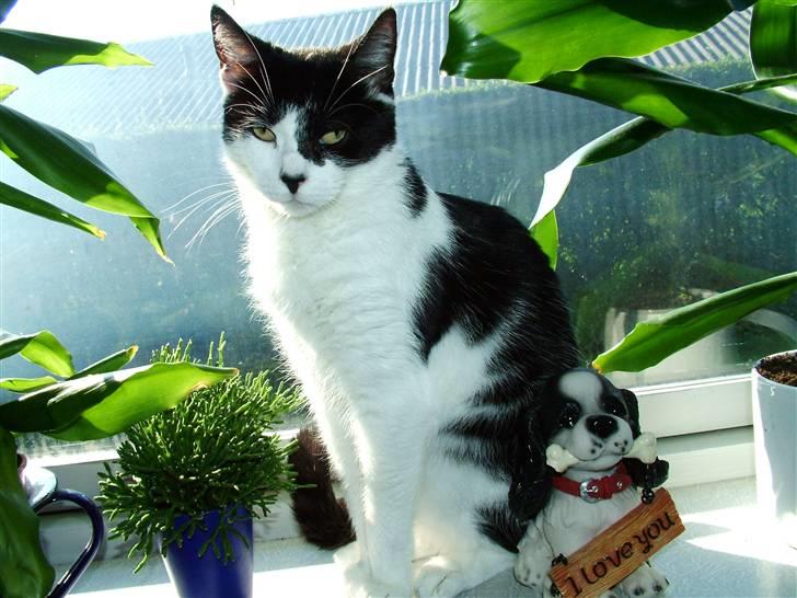 Huskat Molly - Molly tager sig ud fra den bedste side billede 7