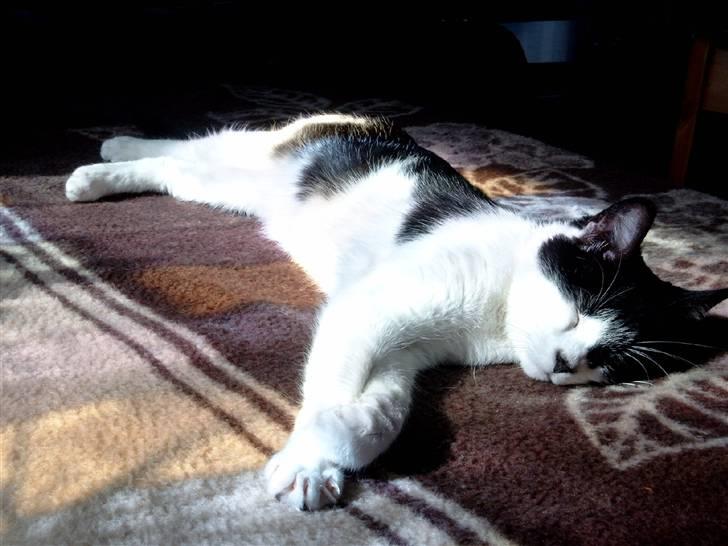 Huskat Molly - ah, ren afslapning billede 8