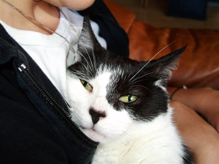 Huskat Molly - Molly elsker sin Christina billede 9