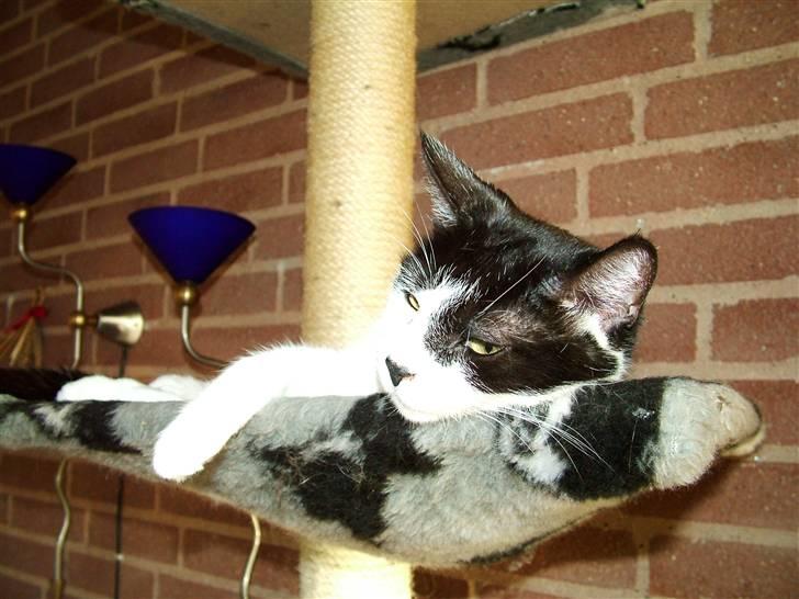 Huskat Molly - ha, denne gang fik jeg sengen billede 10