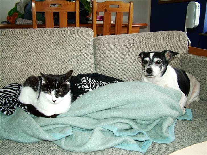 Huskat Molly - jeg kan da godt dele med Lady, hvis det skal være.. billede 11