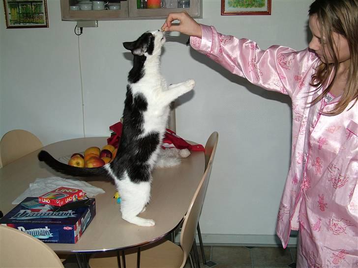 Huskat Molly - giv mig nu bare den godbid billede 12