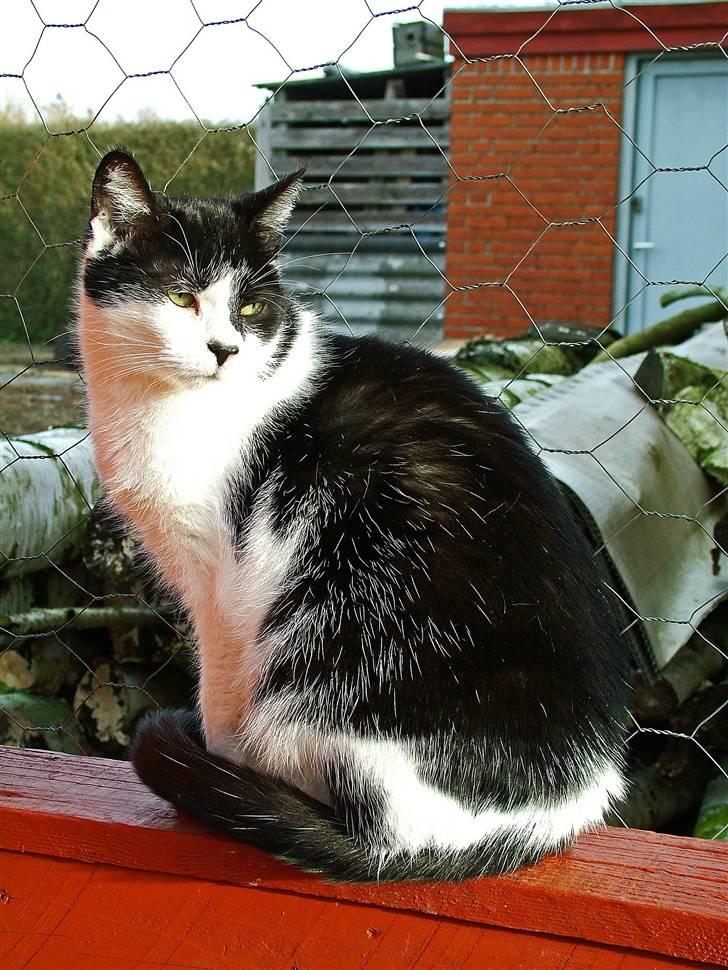 Huskat Molly - Molly nyder solen i haven billede 13