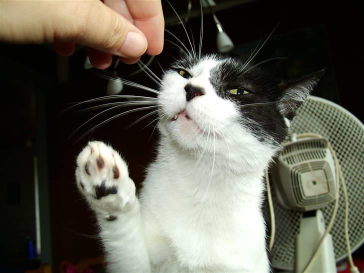 Huskat Molly - hvem skal jeg vinke til? billede 15