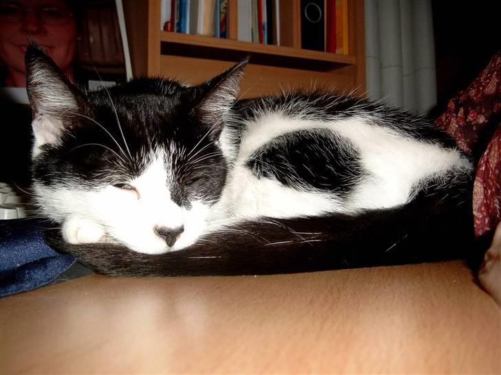 Huskat Molly - findes der noget bedre end en lur... billede 16