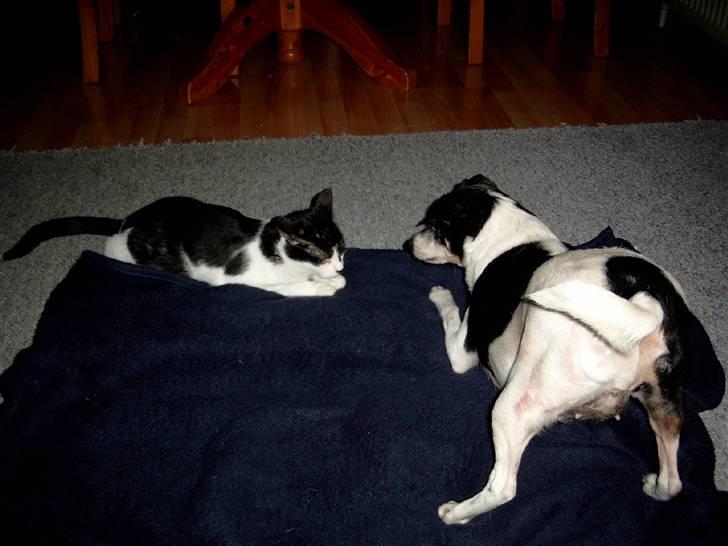 Huskat Molly - du siger ikke til nogen, at jeg har leget med hunden..! billede 18