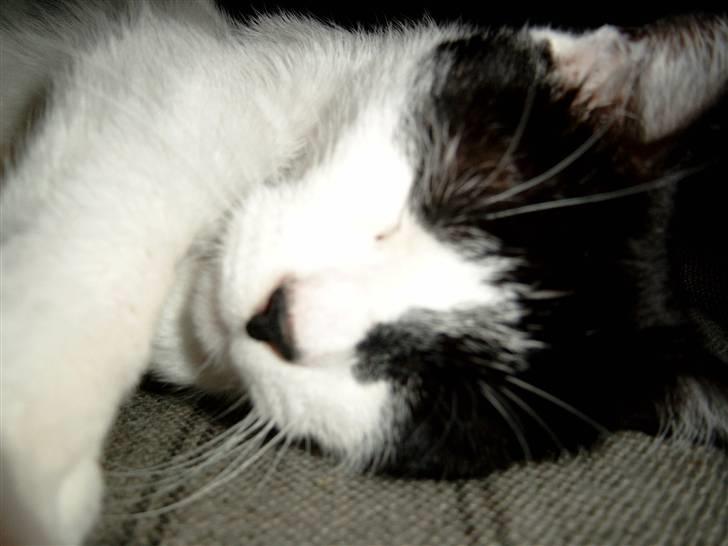 Huskat Molly - jeg må ha en lur billede 19